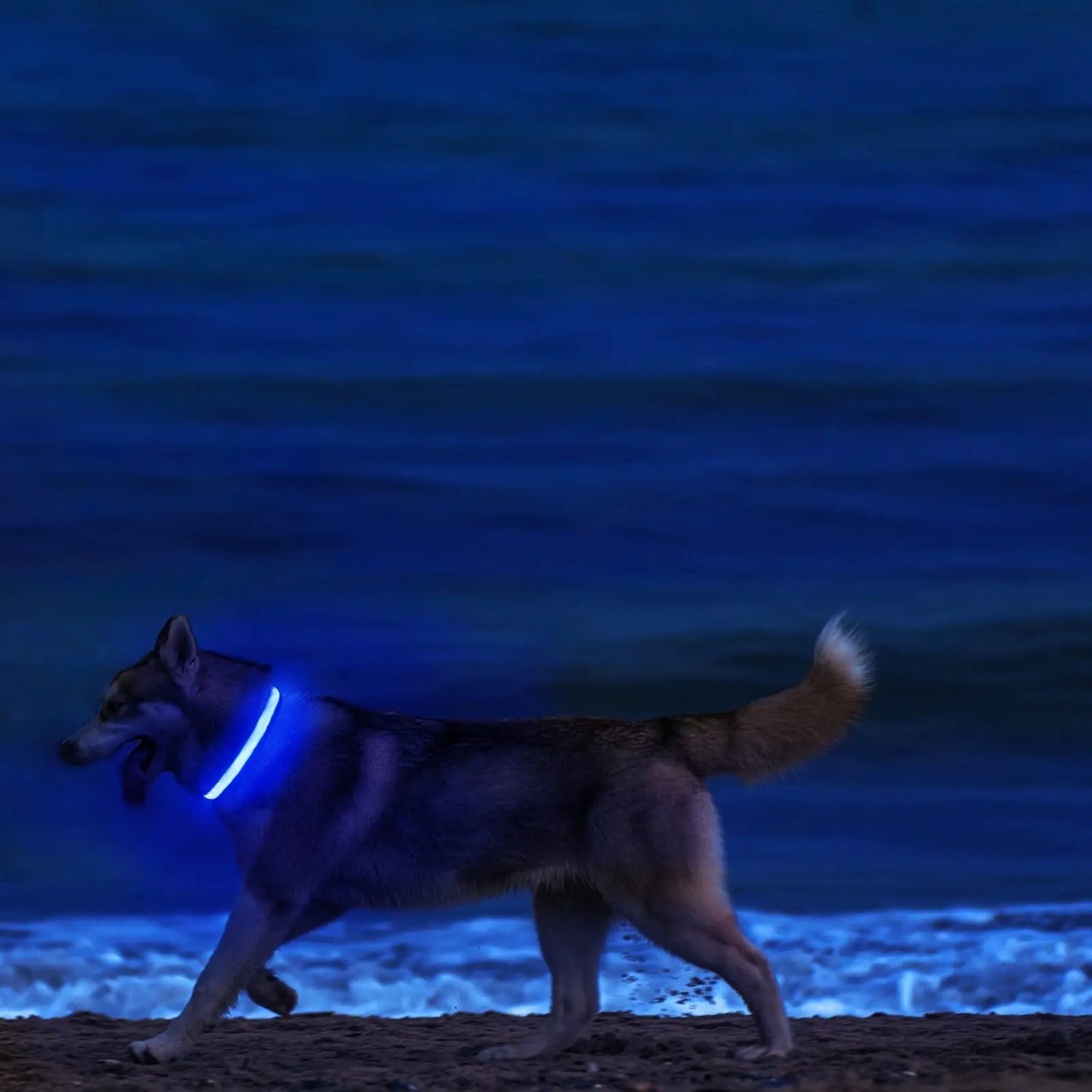 XS/M USB Rechargeable LED Dog Collar