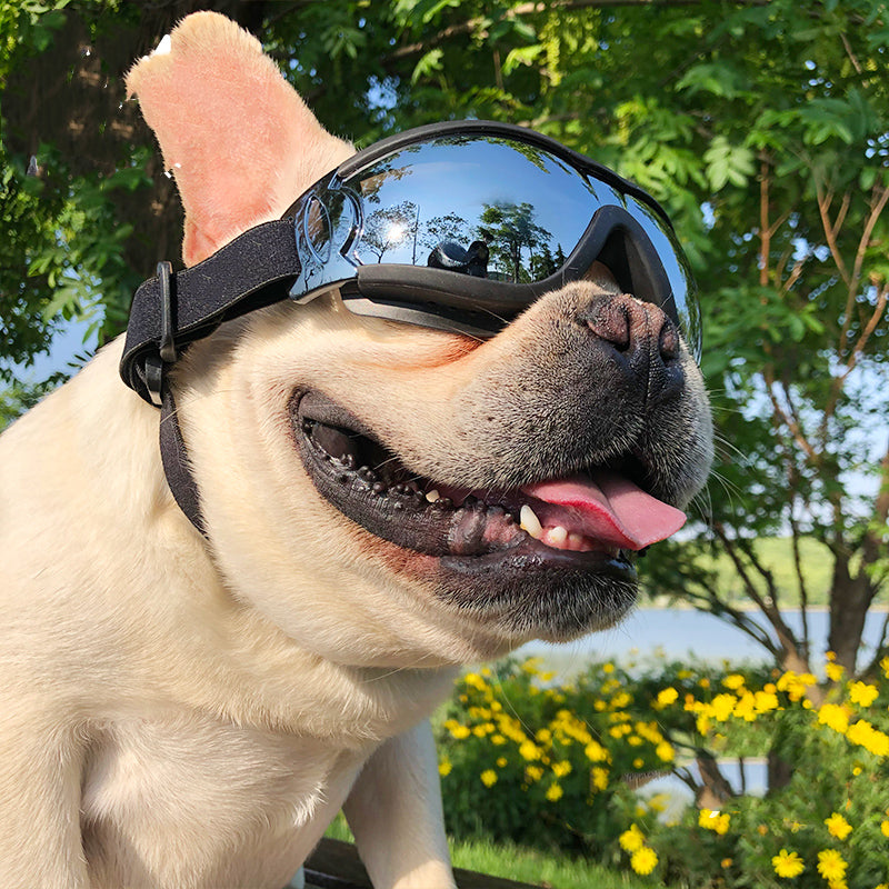 Dog Windproof Glasses